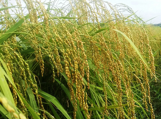 Cây nếp quýt đã cắm rễ rồi trở thành 'hạt ngọc' với thương hiệu riêng của cao nguyên Đạ Tẻh (Lâm Đồng).