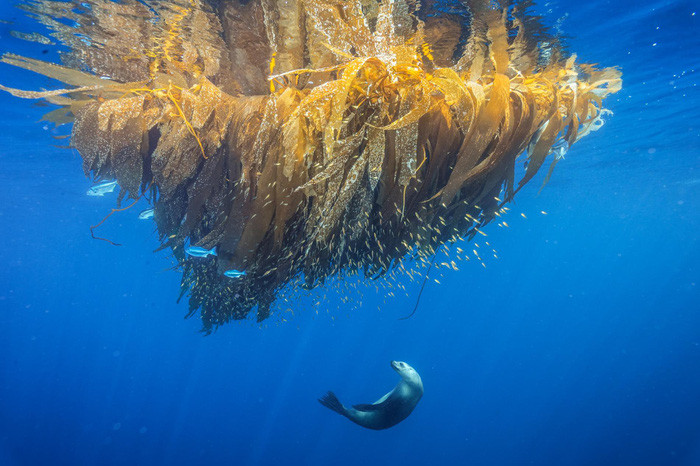  Ảnh: BRIAN SKERR/National Geographic