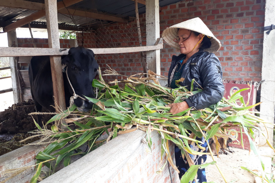 Người dân thay đổi tập quán, áp dụng khoa học kỹ thuật trong chăn nuôi để nâng cao thu nhập. Ảnh: N.T