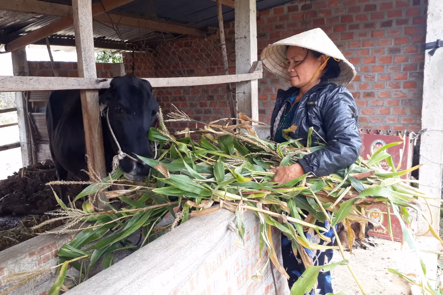 Người dân thay đổi tập quán, áp dụng khoa học kỹ thuật trong chăn nuôi để nâng cao thu nhập. Ảnh: N.T