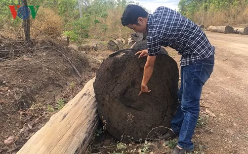 Cây gỗ có đường kính hơn 1 mét.