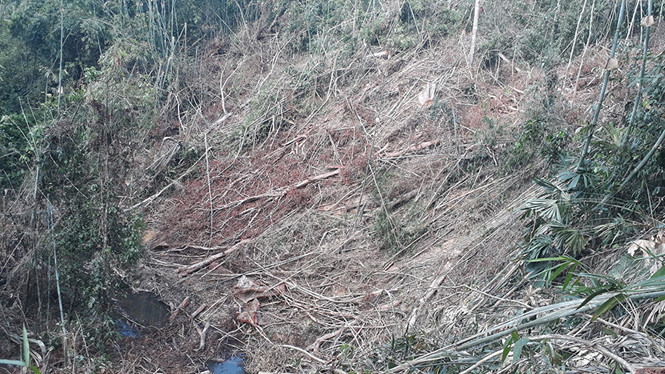 Một vạt rừng ở suối Bài Thơ bị phá tan để khai thác ươi Một vạt rừng ở suối Bài Thơ bị phá tan để khai thác ươi