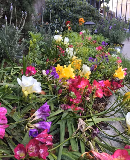  Lúc con trai ổn định hơn, không phải điều trị với chuyên gia, chị Jacqueline nảy ra ý tưởng trồng vườn để tạo sân chơi lành mạnh cho con, mặt khác giúp bé thực sự bước qua bệnh tự kỷ.