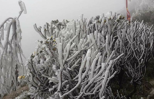 Đây vừa là cuối tuần nên lượng khách đến Sa Pa dự kiến tăng. Quản lý một khách sạn trên đường Cầu Mây, thị trấn Sa Pa cho biết sáng nay đã nhận được nhiều cuộc gọi đặt phòng và tư vấn về thời tiết khi tham quan ở đây.