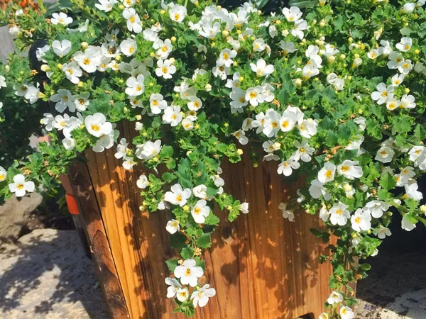  Một số loại hoa khác như cẩm tú cầu, hoa păng xê, hoa lavender, cúc đồng tiền, các loại cúc Châu Phi... vườn chị cũng có.