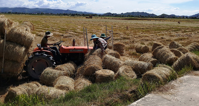 Thay vì đốt bỏ, rơm của nếp quýt nay được nhiều người vào tận ruộng thu mua.