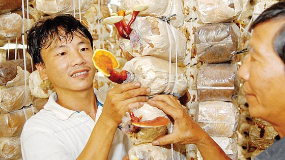 Trồng nấm linh chi trong nhà tại quận 2 theo mô hình nông nghiệp đô thị