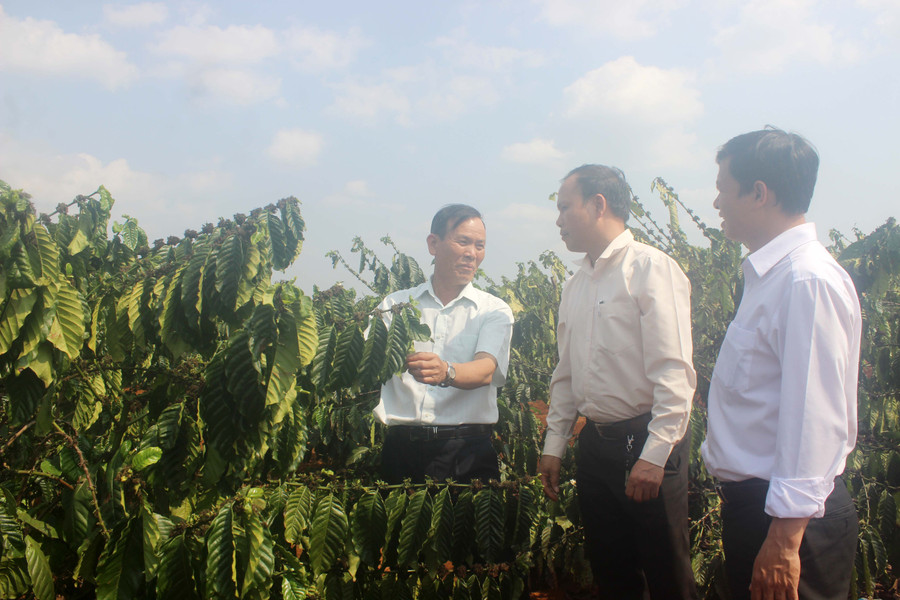 Ông Hoàng Văn Khương đang trao đổi về quy trình tái canh cà phê với cán bộ SHB Gia Lai. Ảnh: S.C Ông Hoàng Văn Khương đang trao đổi về quy trình tái canh cà phê với cán bộ SHB Gia Lai. Ảnh: S.C
