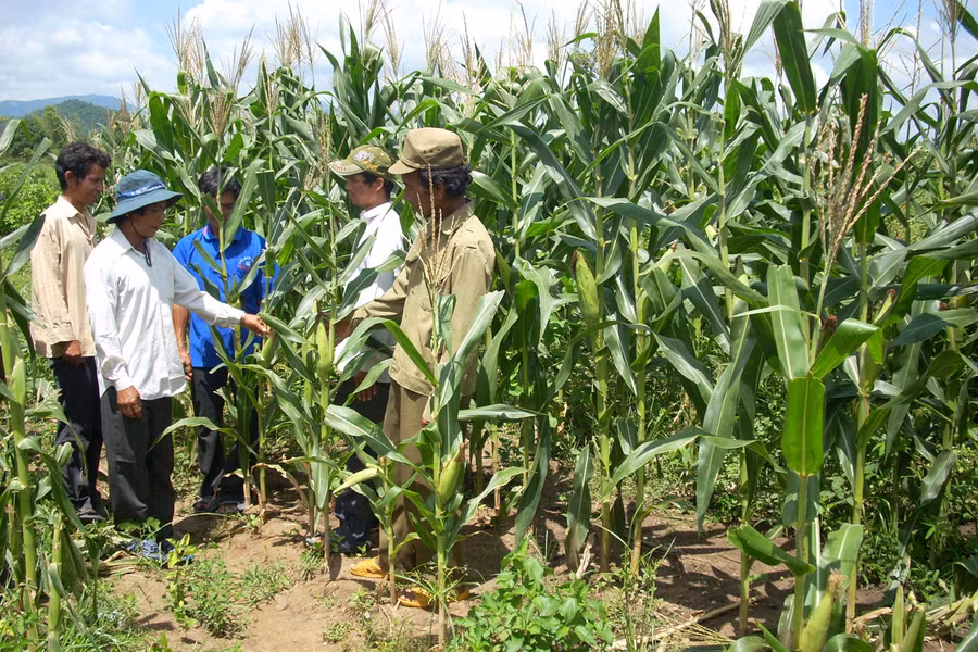 Hướng dẫn hộ nghèo kinh nghiệm trồng bắp hiệu quả. Ảnh: L.T