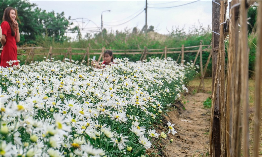 Một nhân viên nơi đây cho biết, vườn hoa cúc họa mi này được Trung tâm tiến hành xuồng giống trồng thử nghiệm cách đây 3 tháng. Một nhân viên nơi đây cho biết, vườn hoa cúc họa mi này được Trung tâm tiến hành xuồng giống trồng thử nghiệm cách đây 3 tháng.