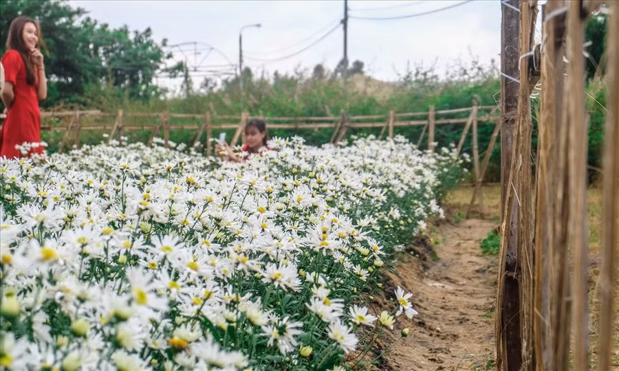 Một nhân viên nơi đây cho biết, vườn hoa cúc họa mi này được Trung tâm tiến hành xuồng giống trồng thử nghiệm cách đây 3 tháng.