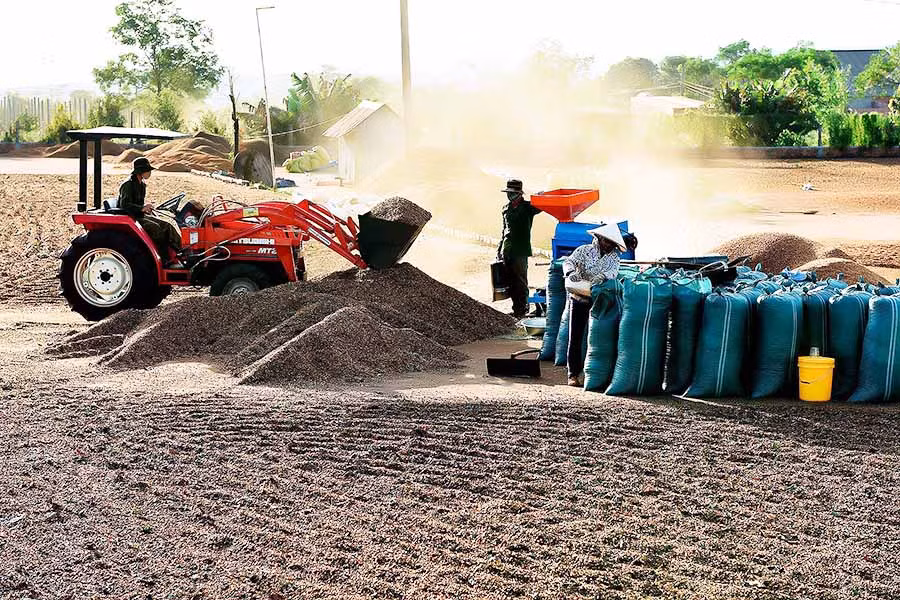 Các doanh nghiệp tham gia xuất khẩu cà phê tại Gia Lai đang nỗ lực tạo ra những sản phẩm chất lượng cao nhằm thâm nhập các thị trường khó tính như: Mỹ, Nhật Bản, EU... Ảnh: Đ.T