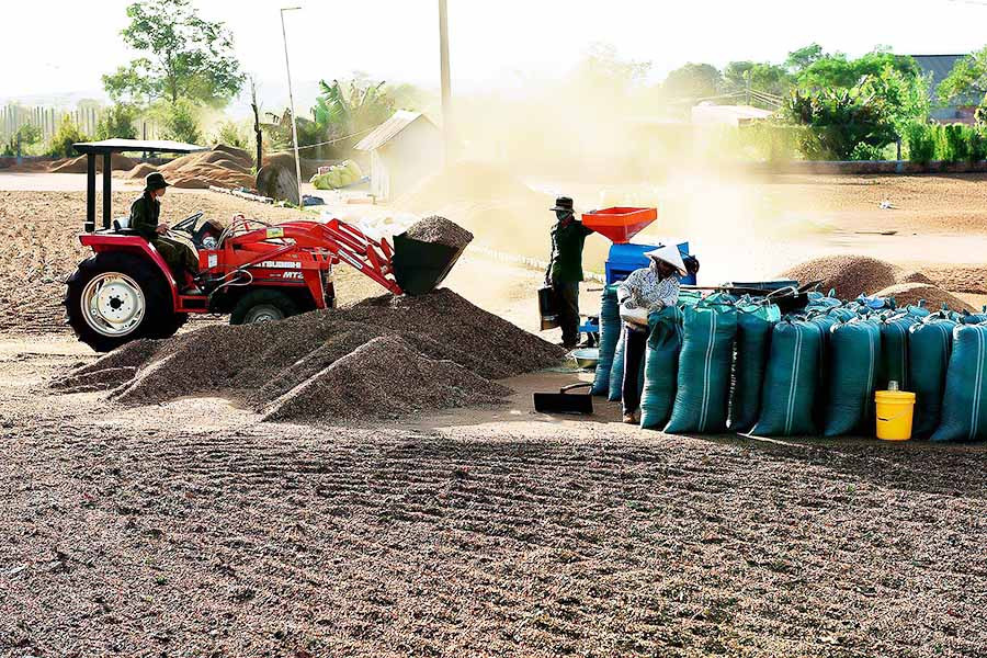 Các doanh nghiệp tham gia xuất khẩu cà phê tại Gia Lai đang nỗ lực tạo ra những sản phẩm chất lượng cao nhằm thâm nhập các thị trường khó tính như: Mỹ, Nhật Bản, EU... Ảnh: Đ.T