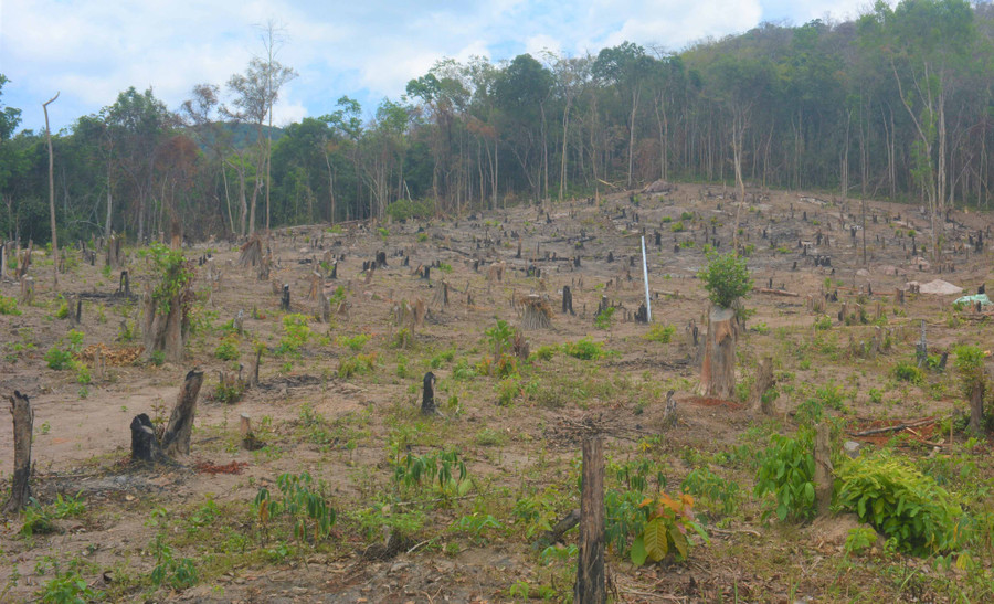 Một trong những hiện trường rừng bị phá làm rẫy. Ảnh: Lệ Quyên Một trong những hiện trường rừng bị phá làm rẫy. Ảnh: Lệ Quyên