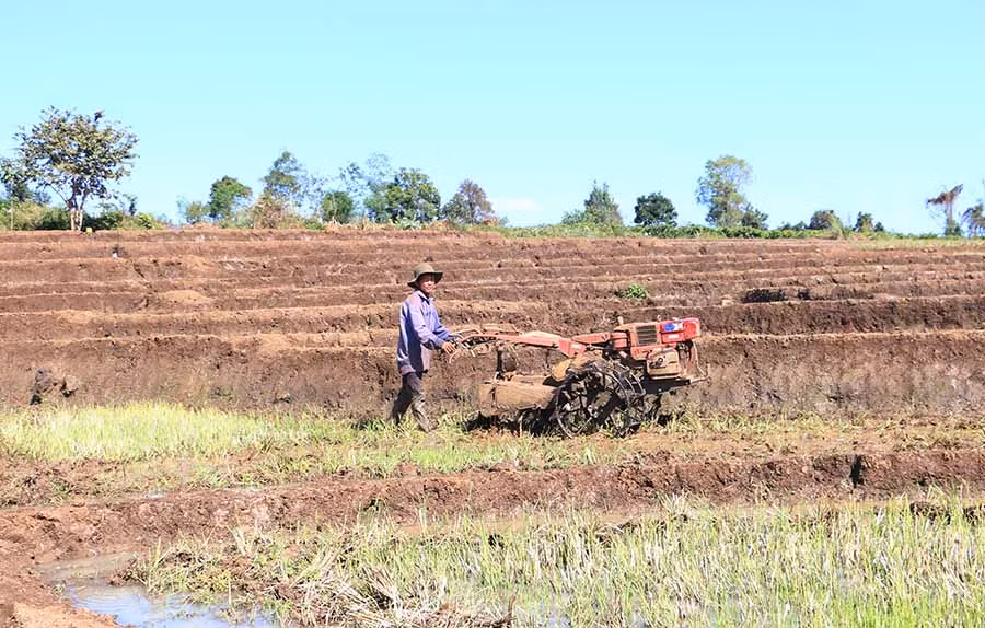  Người dân làm đất để chuẩn bị gieo sạ lúa. Ảnh: Q.T