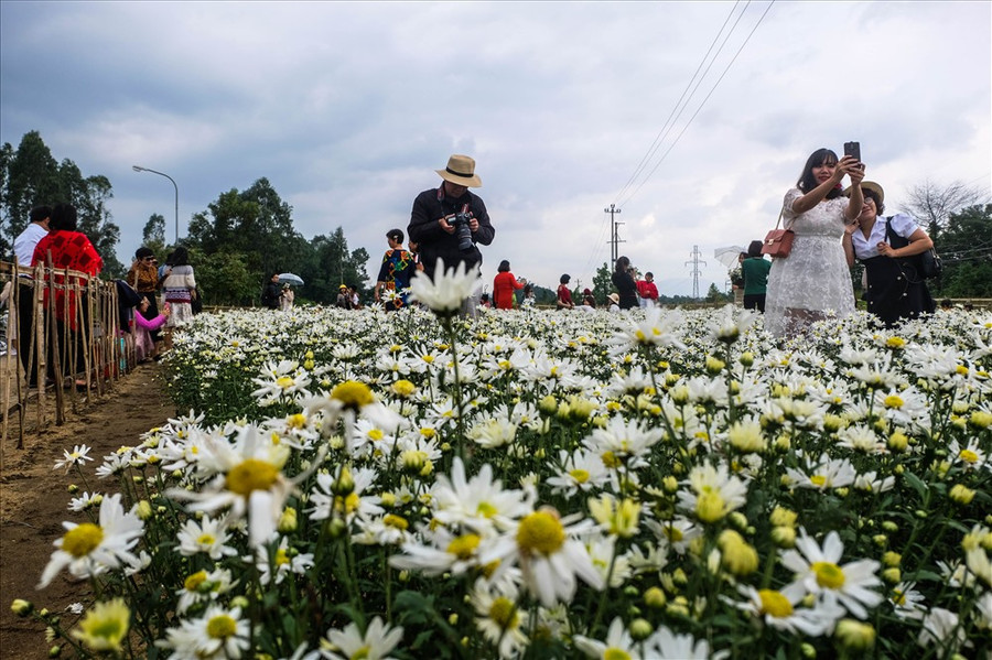 “Đây là loài hoa được trồng chủ yếu ở các tỉnh phía Bắc do điều kiện khí hậu phù hợp. Đây là lần đầu tiên mô hình hoa cúc họa mi được trồng ở TP Đà Nẵng và đã thành công”, nhân viên Trung tâm nói. “Đây là loài hoa được trồng chủ yếu ở các tỉnh phía Bắc do điều kiện khí hậu phù hợp. Đây là lần đầu tiên mô hình hoa cúc họa mi được trồng ở TP Đà Nẵng và đã thành công”, nhân viên Trung tâm nói.
