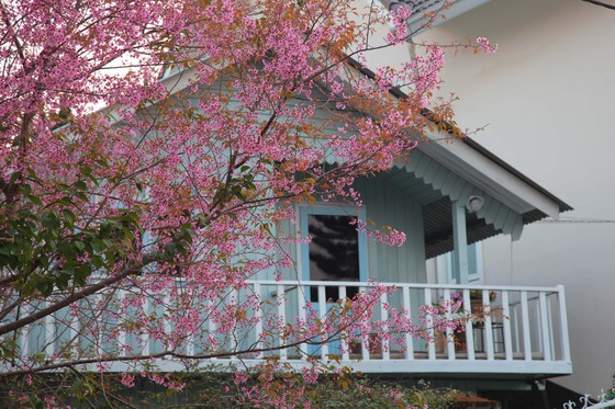 Hoa khoe sắc trước căn nhà gỗ. Ảnh: ĐOÀN KIÊN