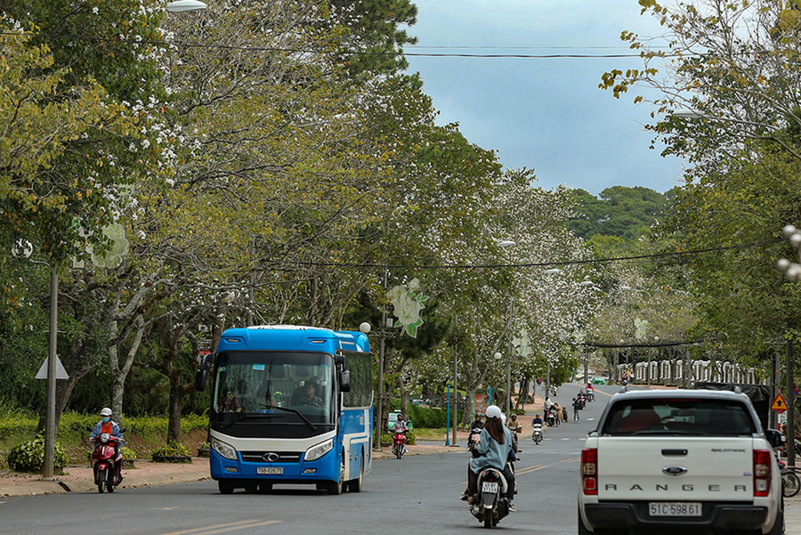 Hoa ban trắng, còn là loài hoa tượng trưng cho sự chung thủy trong tình yêu. Theo truyền thuyết kể rằng, xưa có nàng Ban được chàng Khum đem lòng yêu mến, là cặp trai tài gái sắc, nhưng bị gia đình nàng Ban ngăn cấm 