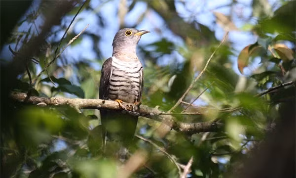 Trên thế giới, chim bắt cô trói cột phân bố ở châu Á, từ Pakistan, Ấn Độ, Sri Lanka đến Indonesia ở phía nam và Trung Quốc. Ảnh: thienduongcacanh.