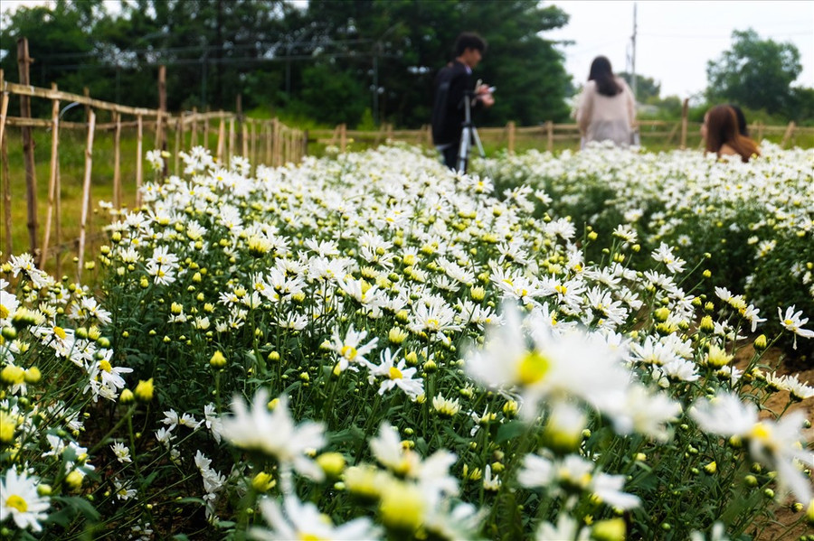 Loài cây cúc họa mi phù hợp với nhiệt độ khoảng 25 độ C, đây là khoảng nhiệt độ lý tưởng để hoa phát triển và nở rộ. Ngay sau khi hoa nở, Trung tâm cũng đã tiến hành nhân giống loại cây cúc họa mi. Loài cây cúc họa mi phù hợp với nhiệt độ khoảng 25 độ C, đây là khoảng nhiệt độ lý tưởng để hoa phát triển và nở rộ. Ngay sau khi hoa nở, Trung tâm cũng đã tiến hành nhân giống loại cây cúc họa mi.