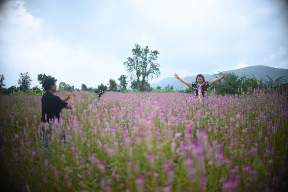 Cánh đồng hoa trải dài và lôi cuốn du khách bởi vẻ đẹp hoang sơ, tự nhiên - Ảnh: LÂM THIÊN
