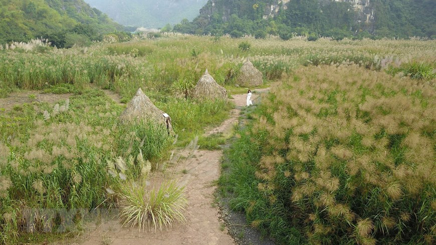 Cánh đồng bông lau trắng dưới chân dãy núi đá hùng vĩ. (Ảnh: Minh Đức/TTXVN)