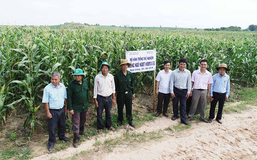  Ruộng bắp ngọt của ông Cấn Xuân Hiệu (thôn Thắng Lợi 4, xã Ia Sol, huyện Phú Thiện) cho hiệu quả cao gấp gần 2 lần so với trồng lúa. Ảnh: Đ.P