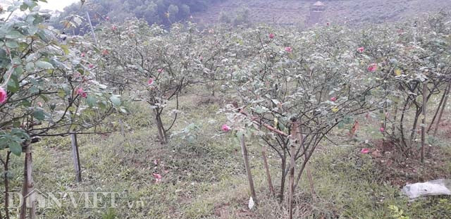  Vườn hồng cổ của gia đình anh Phan Văn Hoàn ở xóm Đồi Chè, xã Cổ Lũng, huyện Phú Lương