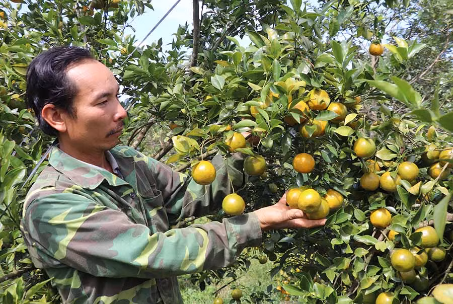  Vườn cam, quýt trĩu quả của gia đình anh Đặng Văn Đức (thôn 1, xã Sơ Pai, huyện Kbang) mỗi năm cho thu nhập trên 350 triệu đồng. Ảnh: N.M