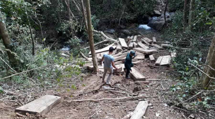 Một bãi gỗ được tập kết tại khe suối