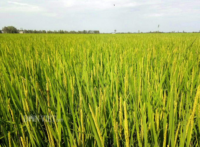 Trong vụ hè thu vừa qua, trên diện tích 5 công đất anh Vũ trồng lúa hữu cơ mang lại năng suất cao. Ảnh: T.T.