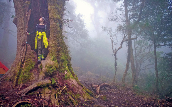 Gốc cổ thụ bị rỗng ở giữa, rêu và cỏ bám đầy - Ảnh: CHÍ DŨNG Gốc cổ thụ bị rỗng ở giữa, rêu và cỏ bám đầy - Ảnh: CHÍ DŨNG