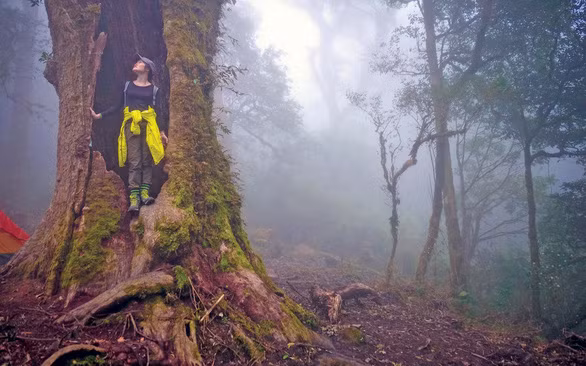 Gốc cổ thụ bị rỗng ở giữa, rêu và cỏ bám đầy - Ảnh: CHÍ DŨNG Gốc cổ thụ bị rỗng ở giữa, rêu và cỏ bám đầy - Ảnh: CHÍ DŨNG