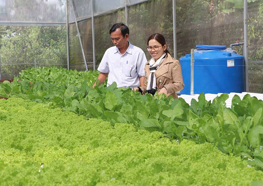  Mô hình sản xuất rau thủy canh tại thị xã An Khê. Ảnh: Thu Minh