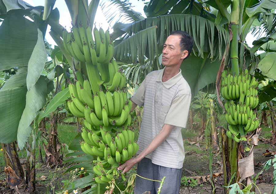  Ông Nguyến Tiến Đông (thôn Bình Tây, xã Chư Răng, huyện Ia Pa) phấn khởi bên vườn chuối tiêu hồng sắp đến kỳ thu hoạch. Ảnh: Đ.P