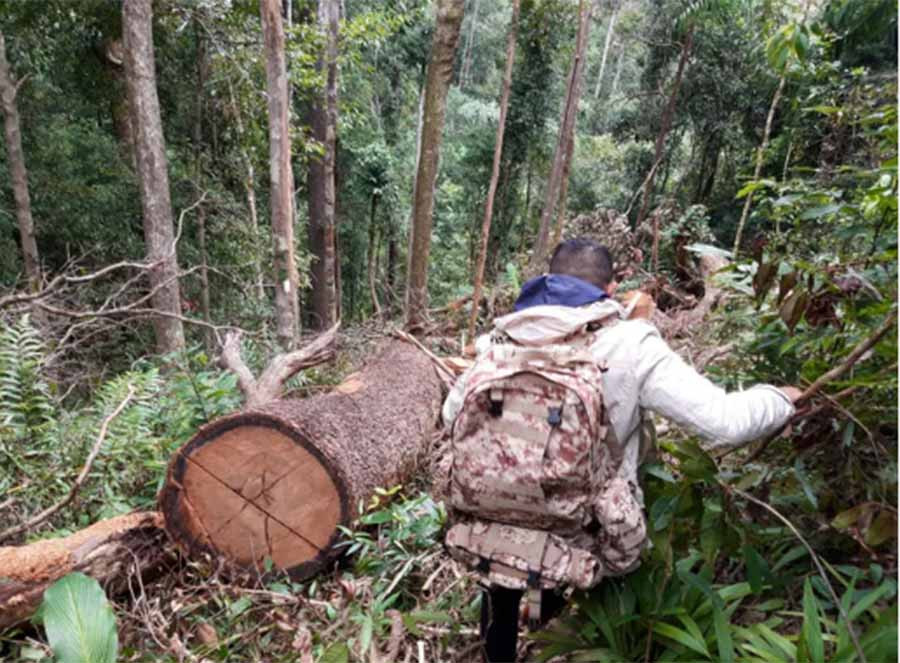 Những cây gỗ lớn bị cắt hạ nằm ngổn ngang