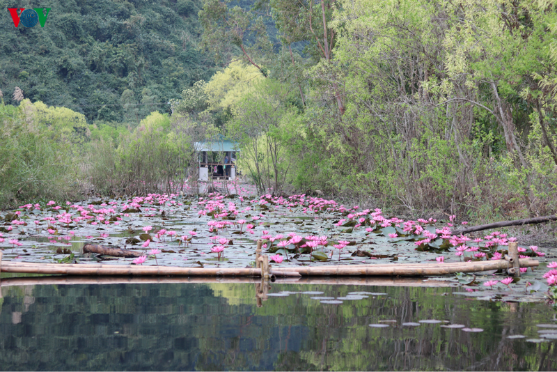  Dọc theo suối Yến dài 4km, du khách sẽ bắt gặp những đóa hoa hồng đỏ bung ra, căng tràn nhựa sống, vươn mình mạnh mẽ trên mặt nước. Vẻ đẹp của hoa súng hòa quyện với sự yên tĩnh, bình lặng và cuộc sống giản đơn của những người dân nơi này.