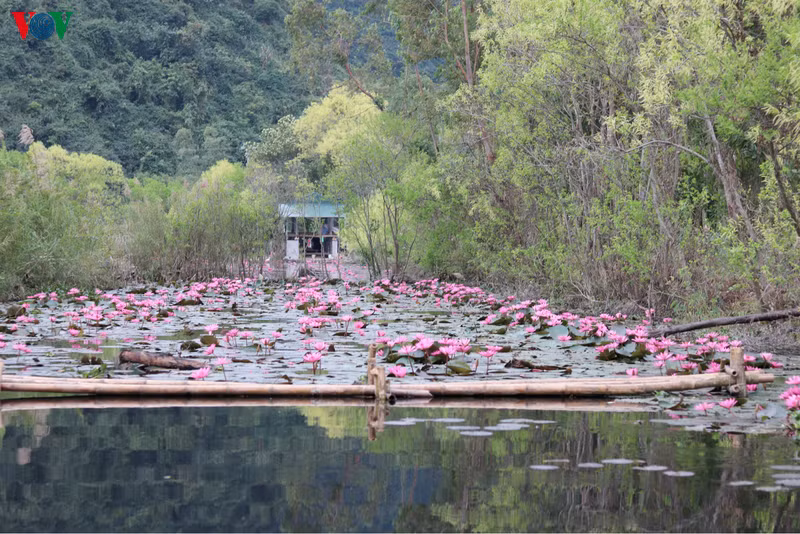  Dọc theo suối Yến dài 4km, du khách sẽ bắt gặp những đóa hoa hồng đỏ bung ra, căng tràn nhựa sống, vươn mình mạnh mẽ trên mặt nước. Vẻ đẹp của hoa súng hòa quyện với sự yên tĩnh, bình lặng và cuộc sống giản đơn của những người dân nơi này.