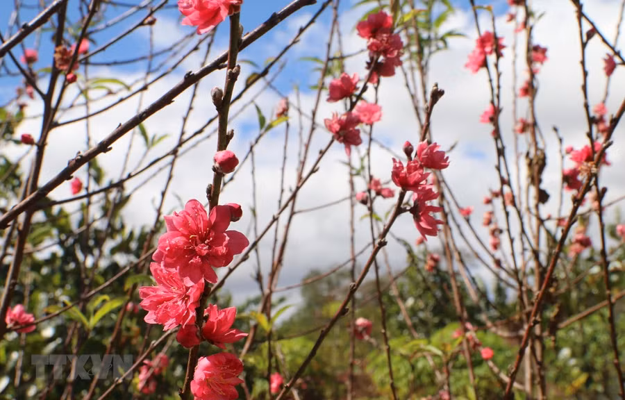 Những cành đào miền Bắc đang khoe sắc tại phố núi Pleiku. (Ảnh: Hồng Điệp/TTXVN)