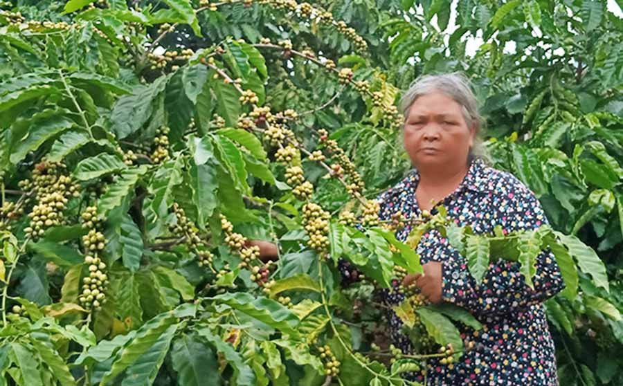 Bà Rơ Châm H'Plur bên vườn cà phê của gia đình. Ảnh: H.M Bà Rơ Châm H'Plur bên vườn cà phê của gia đình. Ảnh: H.M