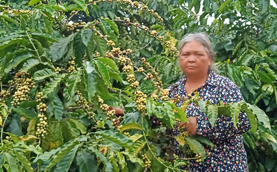  Bà Rơ Châm H'Plur bên vườn cà phê của gia đình. Ảnh: H.M