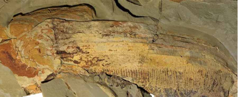 Hình ảnh hóa thạch của Aegirocassis benmoulae. Ảnh: Peter Van Roy, Yale University  Hình ảnh hóa thạch của Aegirocassis benmoulae. Ảnh: Peter Van Roy, Yale University