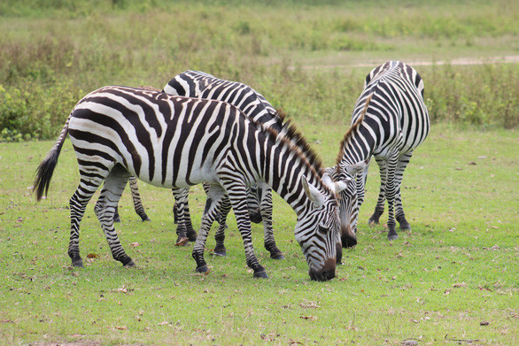 Những chú ngựa vằn nhởn nhơ gặm cỏ trong sở thú - Ảnh: MINH KHUÊ