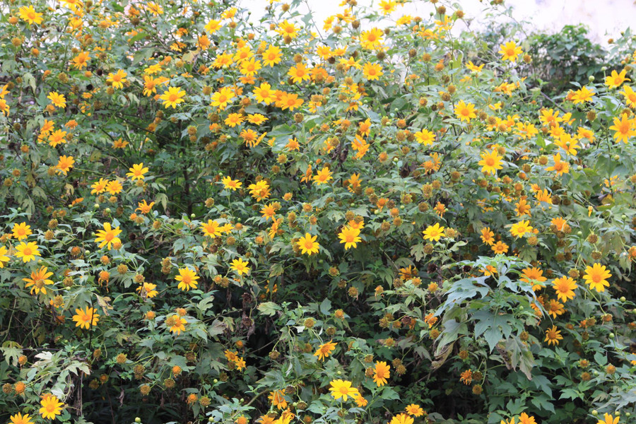 Mùa đông, dã quỳ vàng rực trên đèo Sa Mù. Mùa đông, dã quỳ vàng rực trên đèo Sa Mù.