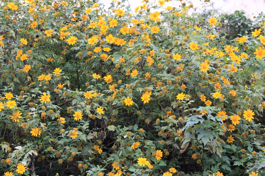 Mùa đông, dã quỳ vàng rực trên đèo Sa Mù. Mùa đông, dã quỳ vàng rực trên đèo Sa Mù.