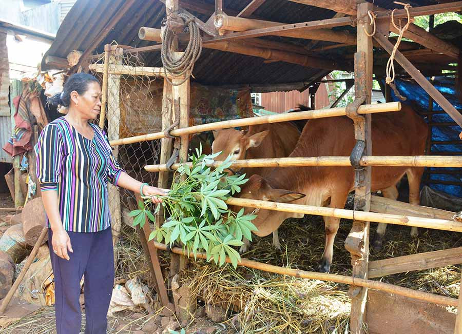  Bà Siu Hpol (thôn Đoàn Kết, xã Bàu Cạn) đang chăm sóc đàn bò. Ảnh: V.H