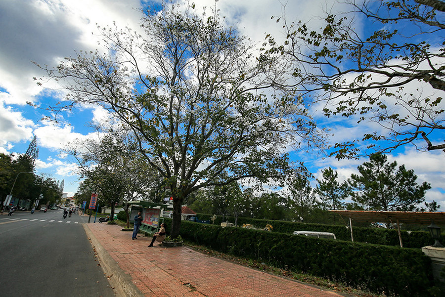 Còn chàng Khum về thấy chiếc khăn phiêu buộc trên cầu thang thì biết chuyện chẳng lành xảy ra, chạy sang bản của nàng Ban tìm kiếm nàng thì hay tin nàng đã bỏ nhà ra đi, thế là chàng bắt đầu đi tìm người yêu, băng qua bao núi đèo thì chàng cũng kiệt sức mà chết