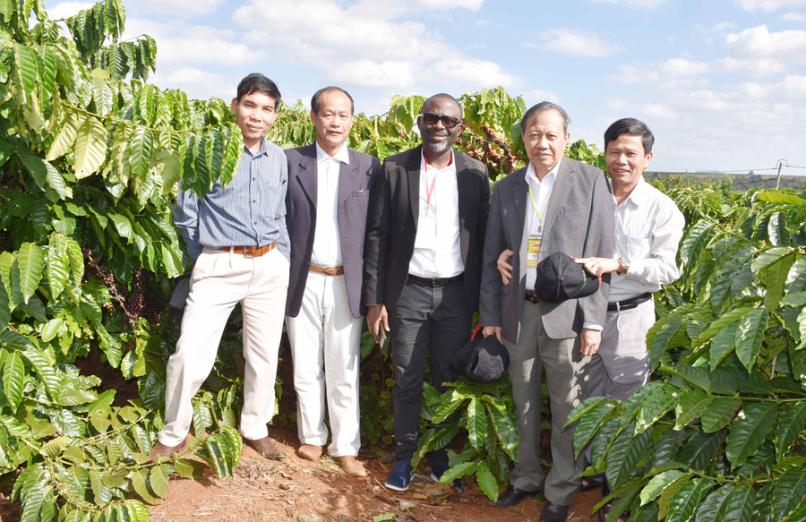 Ông Lương Văn Tự-Chủ tịch Hiệp hội Cà phê ca cao Việt Nam (thứ 2 từ phải sang) cùng đoàn tham quan vườn cà phê sản suất theo tiêu chuẩn 4C tại huyện Ia Grai. Ảnh: Lê Nam