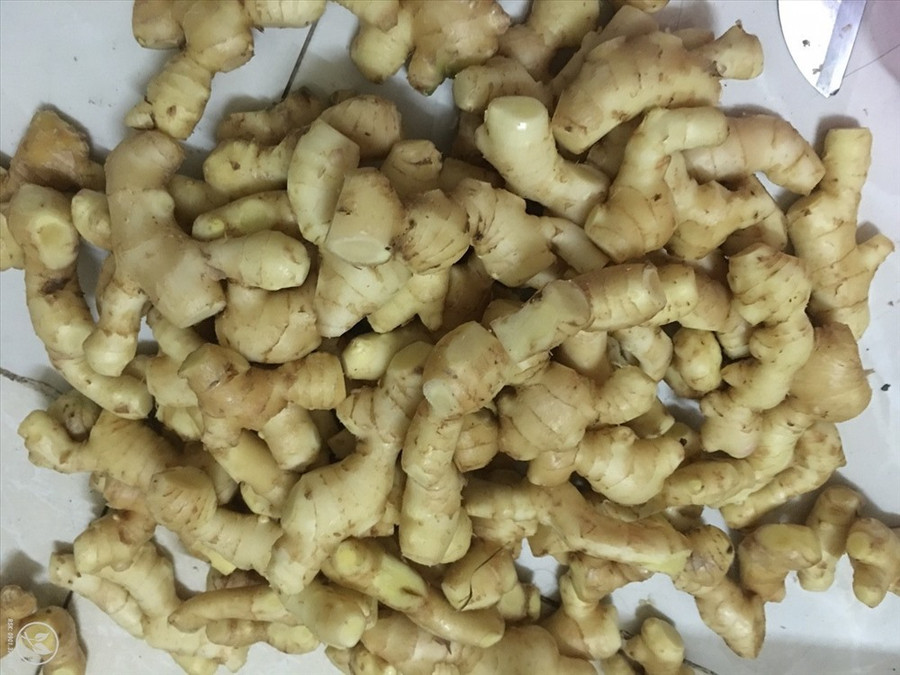  Gừng có tính cay, ấm, tác dụng giữ ấm cơ thể rất tốt trong mùa đông. ảnh: S.T