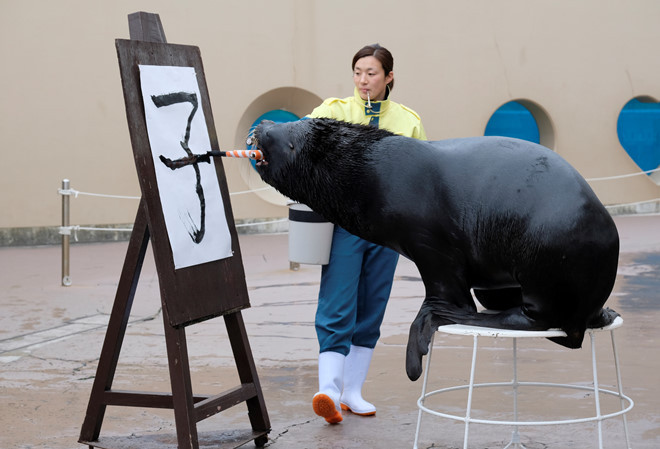 Một con sư tử biển viết thư pháp trước thềm Năm mới tai Tokyo hôm 26.12 - Ảnh: AFP